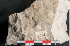 Foto (Detailansicht) von Glyptostrobus europaeus Brongniart (NHMW-GEO-2024-0188-6764)